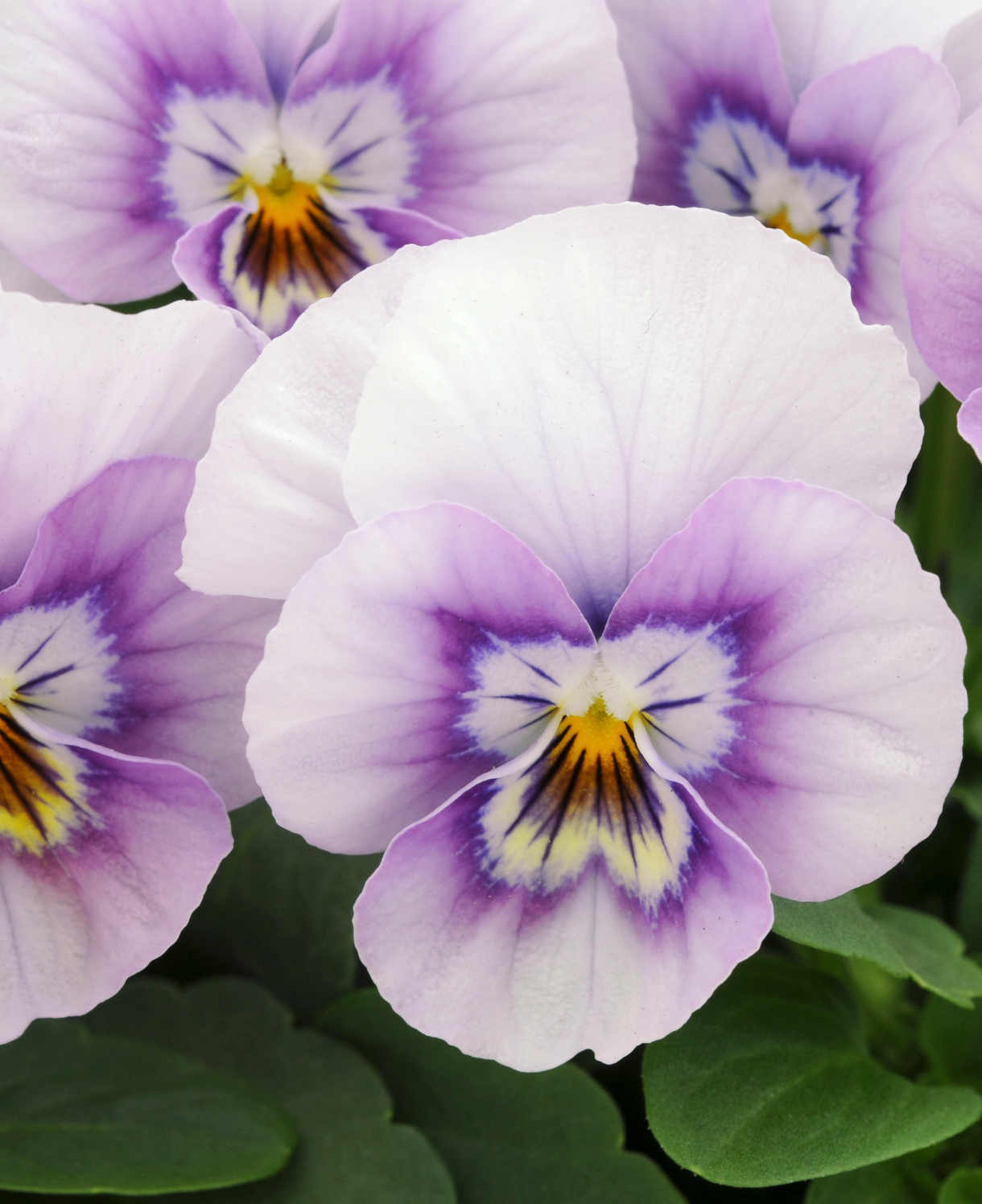 Viola Cornuta Sorbet Pink Halo - 24 Young Plants