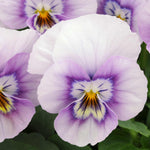 Viola Cornuta Sorbet Pink Halo - 24 Young Plants