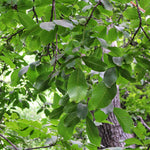 Common Walnut Tree (bare-root, Juglans Regia) | 1 x Bare Root