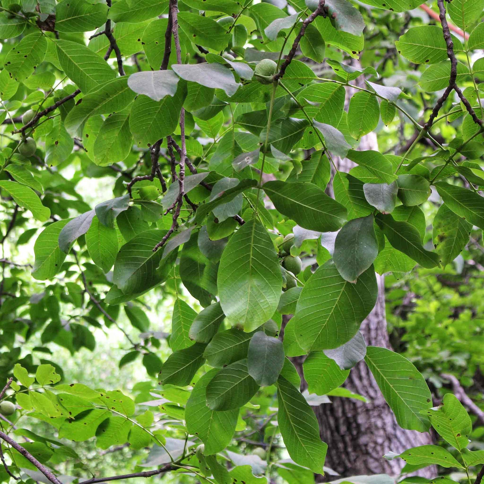 Common Walnut Tree (bare-root, Juglans Regia) | 1 x Bare Root