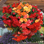 Begonia 'illumination Tropical Shades' - Trailing Summer Bedding | 20 x Pro Grower Plugs | Yellow