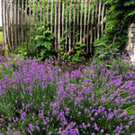 Lavender - Lavandula Angustifolia - Height 10-15cm - ⌀10,5cm | Set-of-12 | Purple