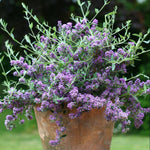 Thompson & Morgan Buddleja Alternifolia 9cm Potted Plant X 1