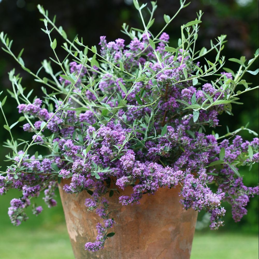 Thompson & Morgan Buddleja Alternifolia 9cm Potted Plant X 1