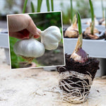 Pre-rooted Garlic 'mersley Wight' Softneck, Isle Of Wight, Pre-rooted Cloves | Set of 12 | Multi