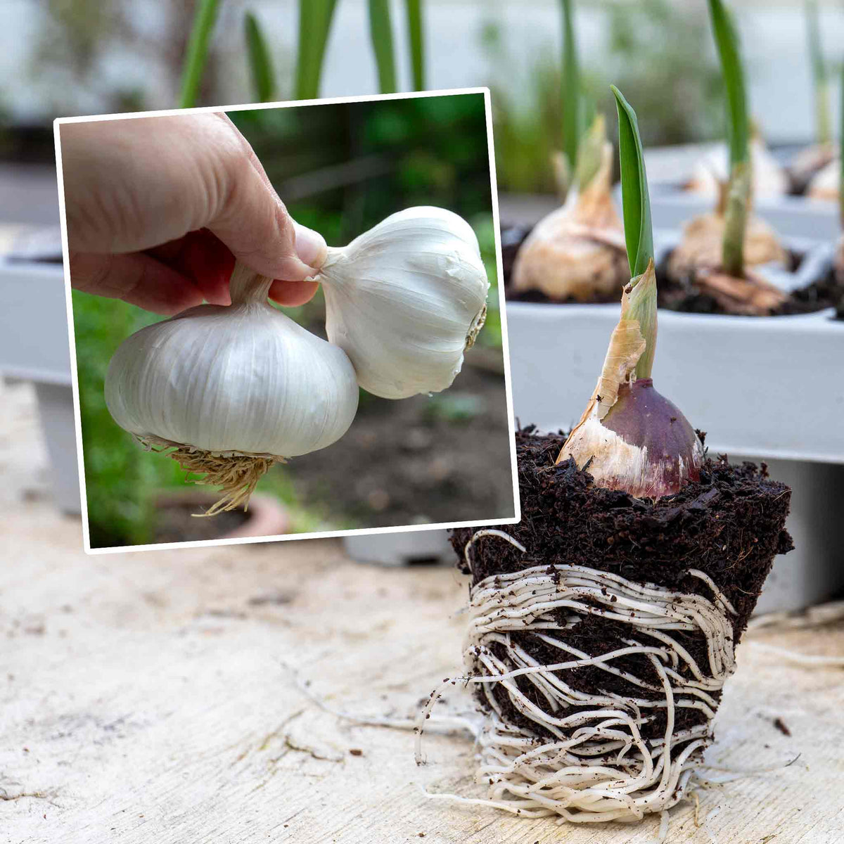 Pre-rooted Garlic 'mersley Wight' Softneck, Isle Of Wight, Pre-rooted Cloves | Set of 12 | Multi