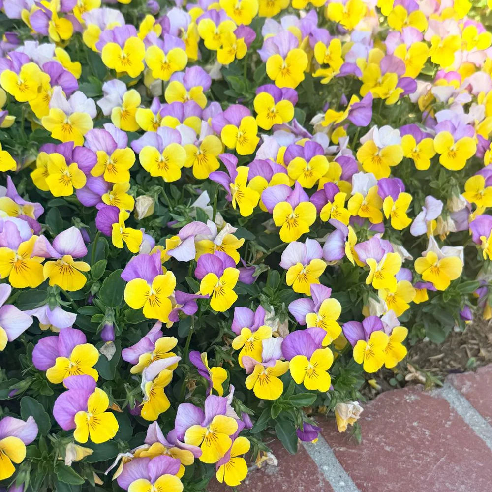 Viola Sorbet Xp Yellow Pink Jump Up | 24 x Garden Ready Plugs