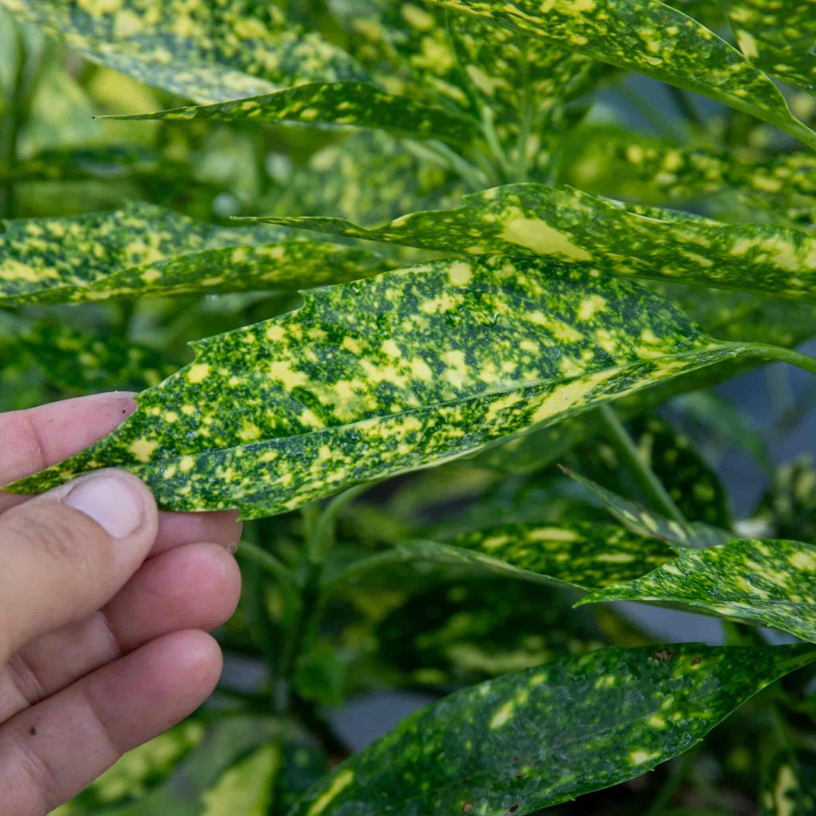 Aucuba Japonica 'golden Girl' Compact Shade-tolerant Evergreen Plant | 1 x 9cm | Lime Green