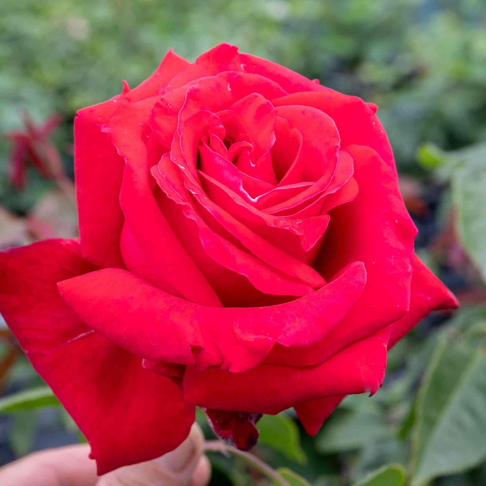 Rose 'fragrant Cloud' (hybrid Tea) Coral-red, Highly Fragrant | 1 x Bare Root | Red