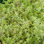 Thyme 'archers Gold' - Lemon-scented Golden Foliage Hardy Perennial | 3 x 9cm | Multi