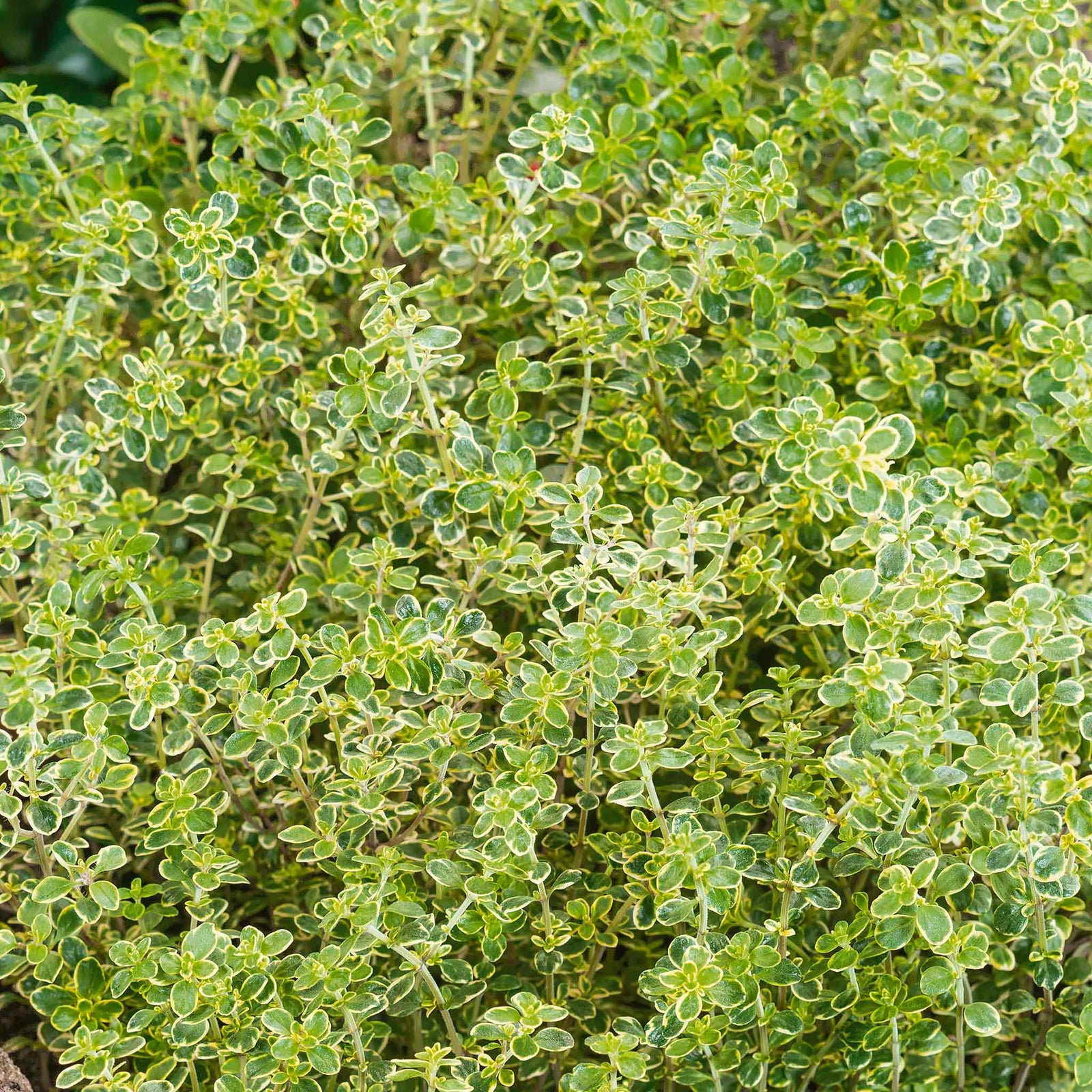 Thyme 'archers Gold' - Lemon-scented Golden Foliage Hardy Perennial | 3 x 9cm | Multi