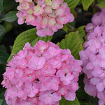 Hydrangea So Long Rosy Coumont - 8cm pot | Set-of-3 | Pink
