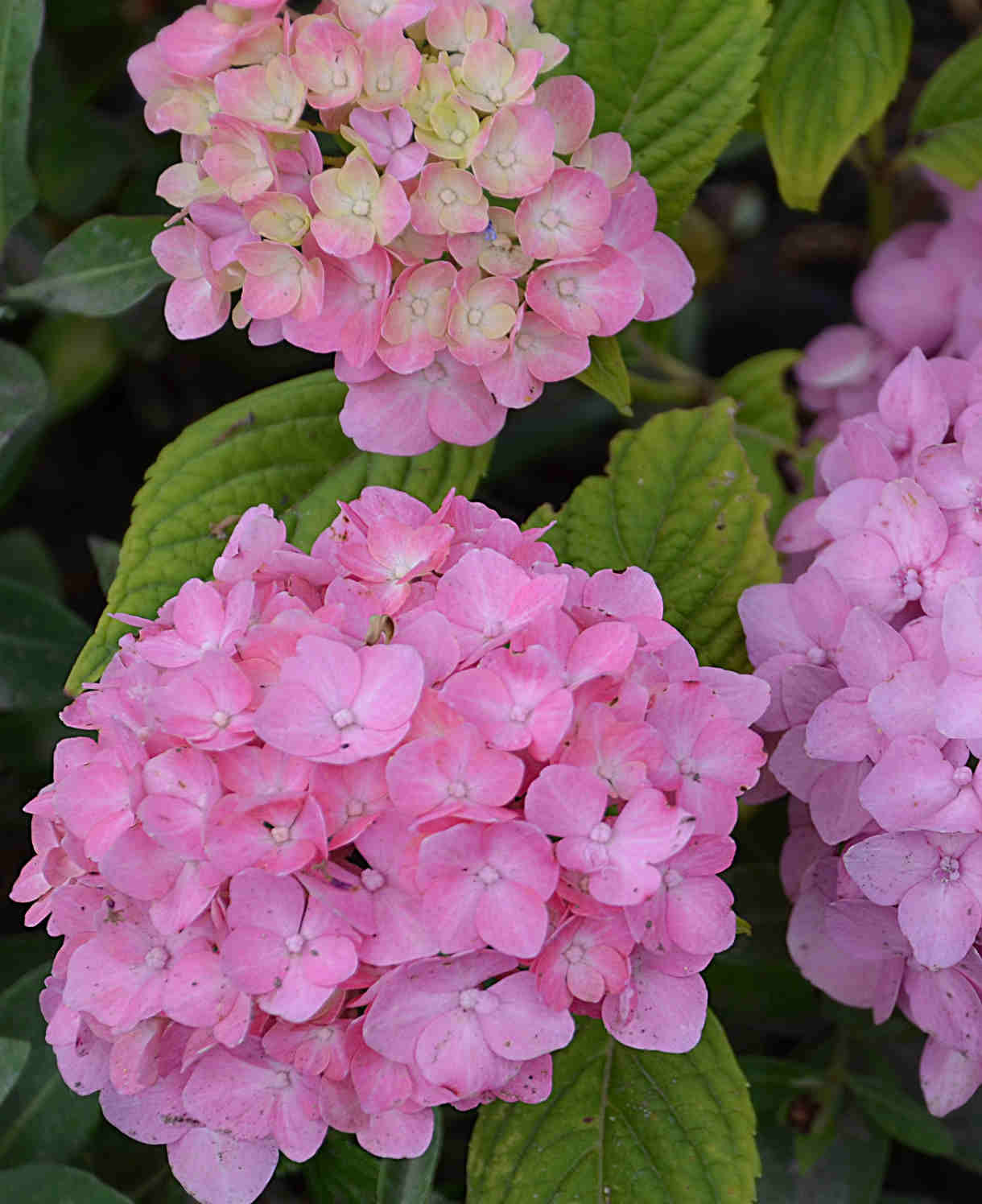 Hydrangea So Long Rosy Coumont - 8cm pot | Set-of-3 | Pink