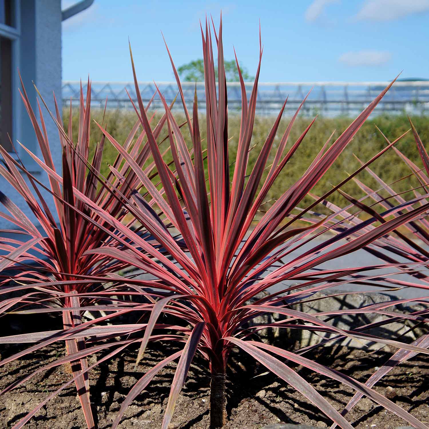 Cordyline 'charlie Boy' - Pink And Burgundy Foliage, Hardy Evergreen | 1 x 7.5L | Pink