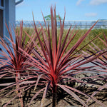 Cordyline 'charlie Boy' - Pink And Burgundy Foliage, Hardy Evergreen 9cm | 1 x 9cm | Pink