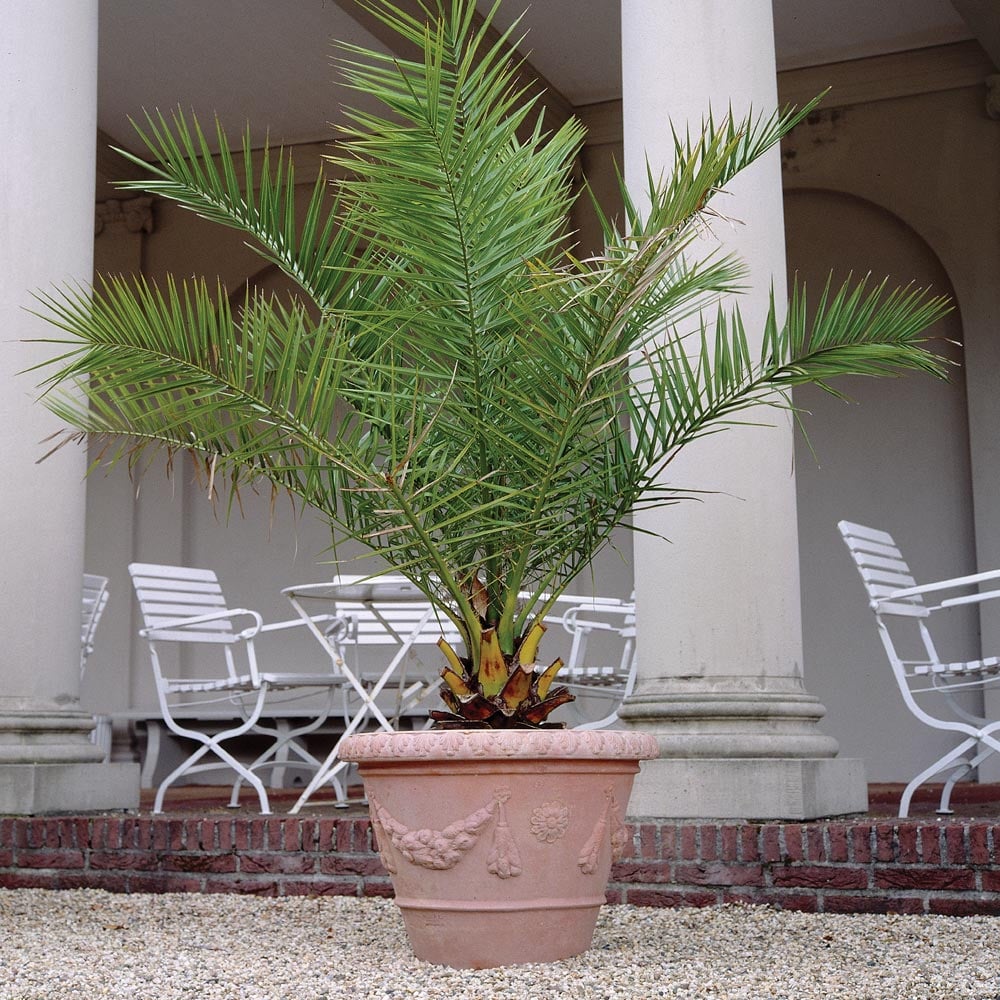 Thompson & Morgan Phoenix Palm Phoenix Canariensis - Canary Island Date Palm - 2 Plants