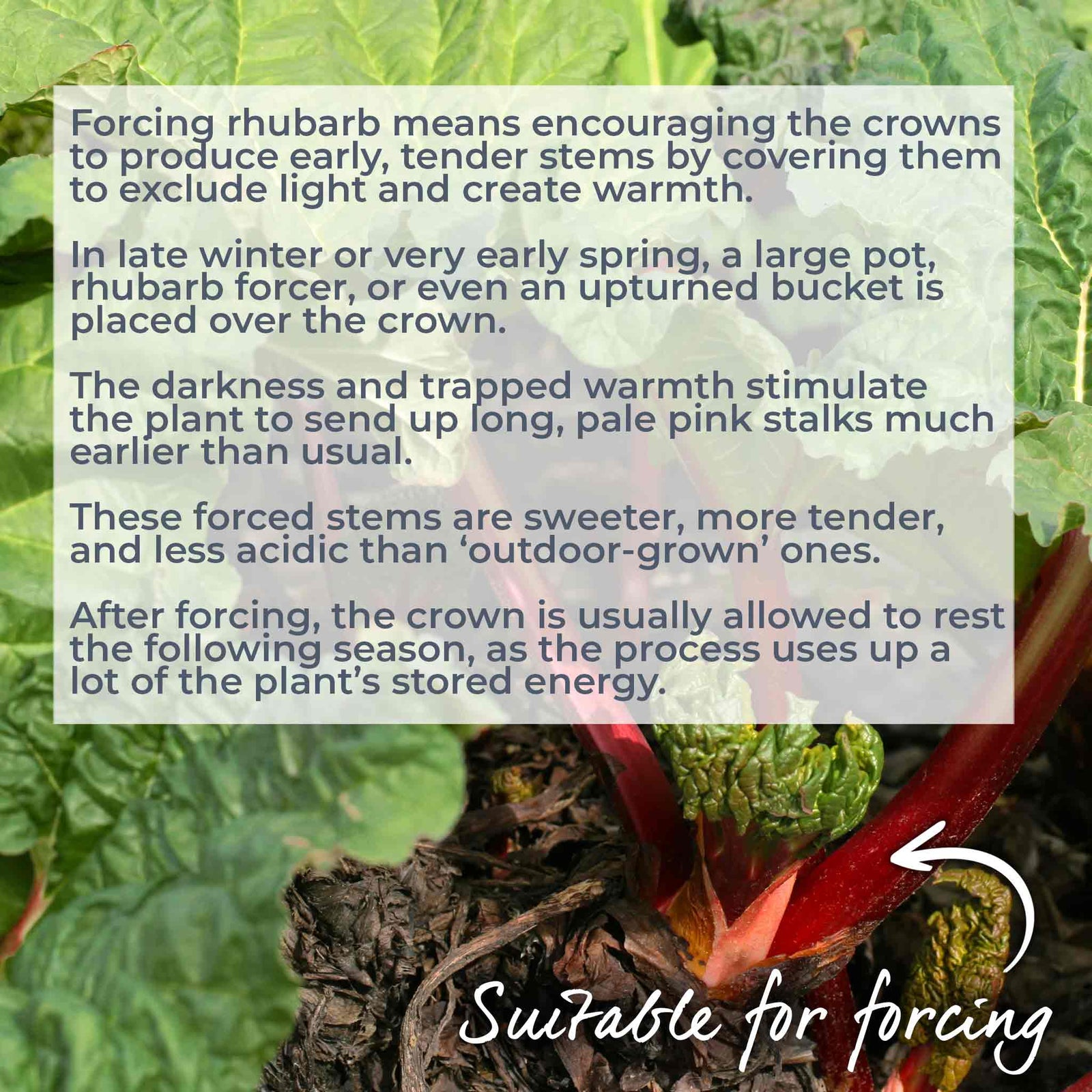 Rhubarb 'victoria' - Early High-yield Culinary Variety | 1 x 2L