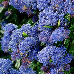 Direct Plants Ceanothus Concha Evergreen California Lilac Shrub In A Pot