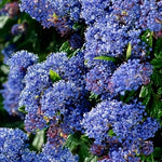 Ceanothus Concha Evergreen California Lilac Shrub In A Pot