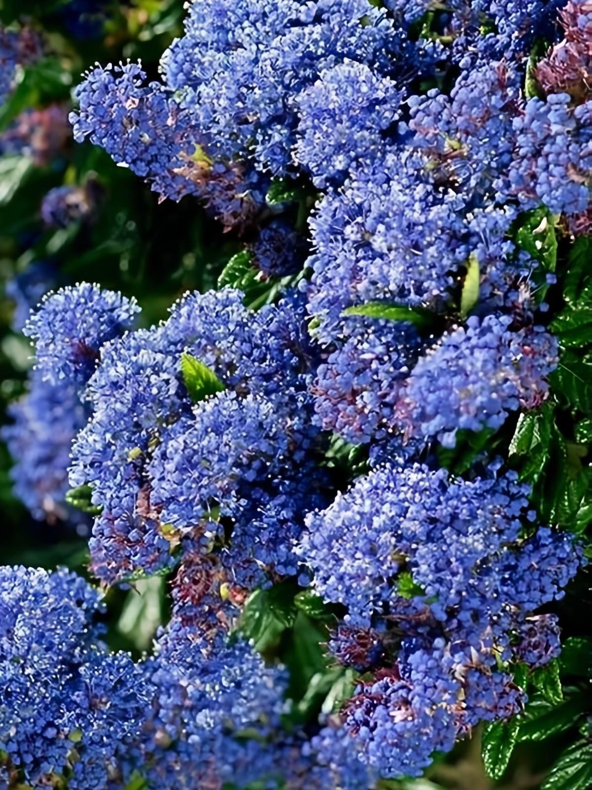 Ceanothus Concha Evergreen California Lilac Shrub In A Pot