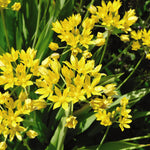 Allium Collection Bulbs | Set of 210