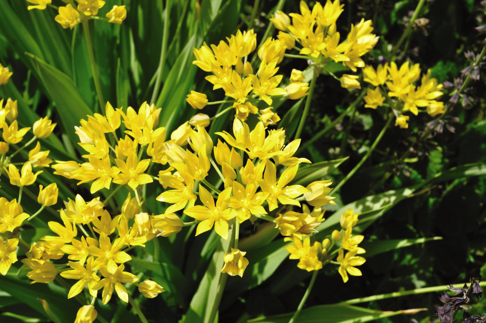 Allium Collection Bulbs | Set of 210