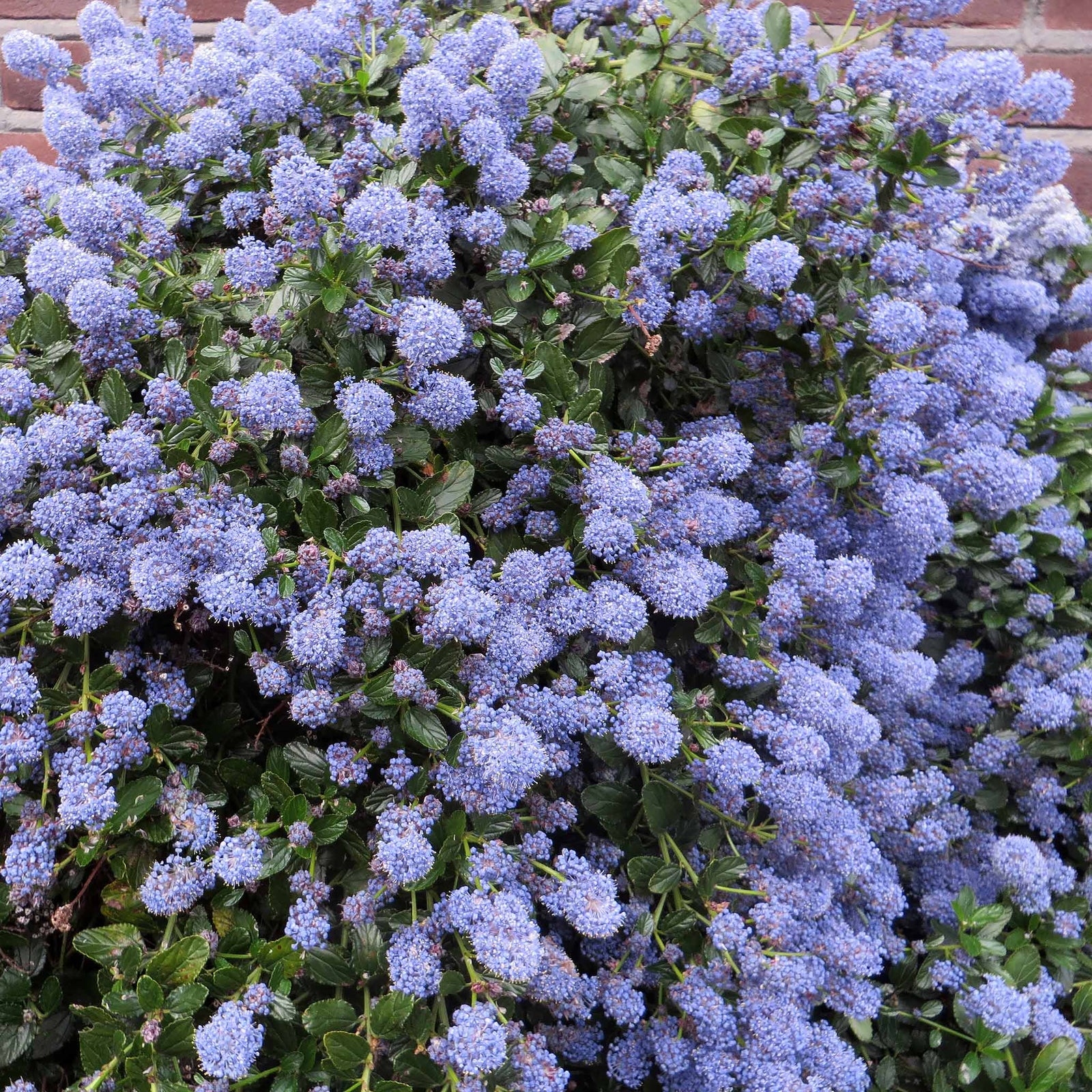 Ceanothus 'blue Mound' - Evergreen Californian Lilac, Bright Blue Flowers | 3 x 7cm Plants | Blue