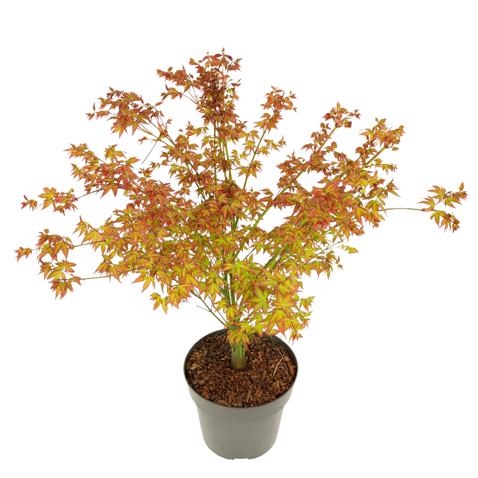 Japanese Maple - Acer Palmatum 'Little Princess' - Height 45-55cm - ⌀19cm | Set of 1 | Green
