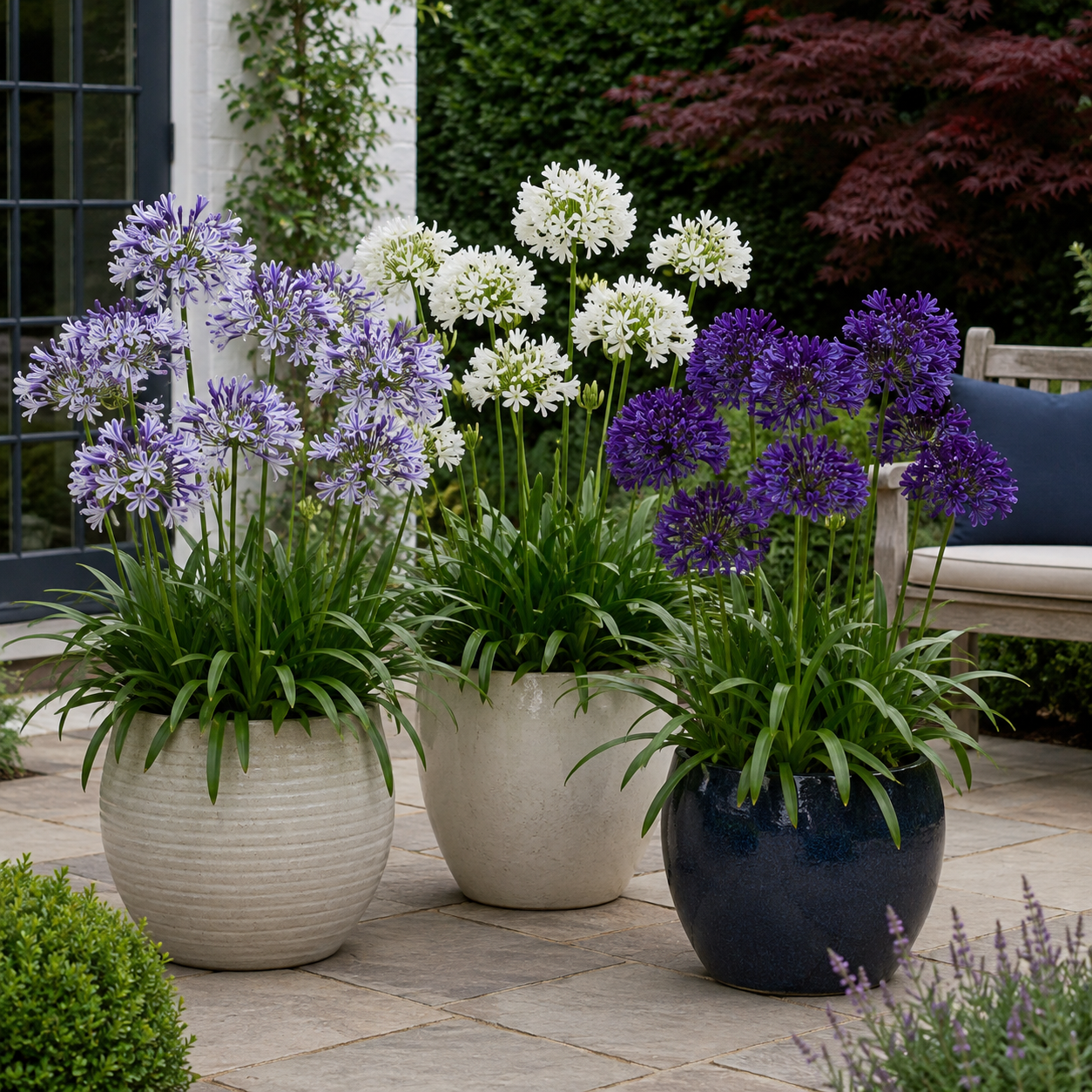 Amazing Agapanthus Collection - 9cm Pots | 6 x 9cm | Mixed
