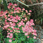 Astrantia 'roma' - Deep Pink Pincushion Perennial | 1 x 9cm | Pink