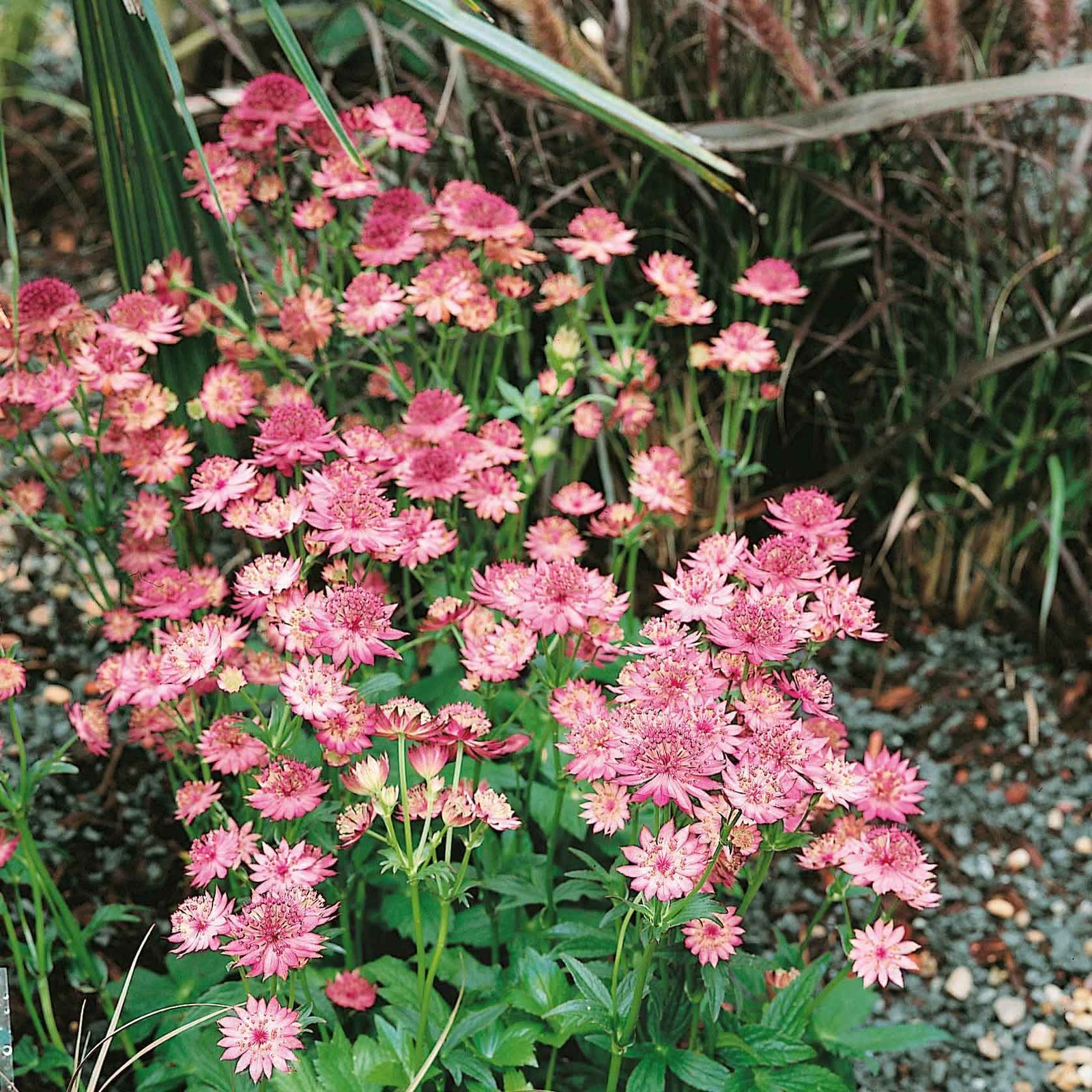 Astrantia 'roma' - Deep Pink Pincushion Perennial | 1 x 9cm | Pink