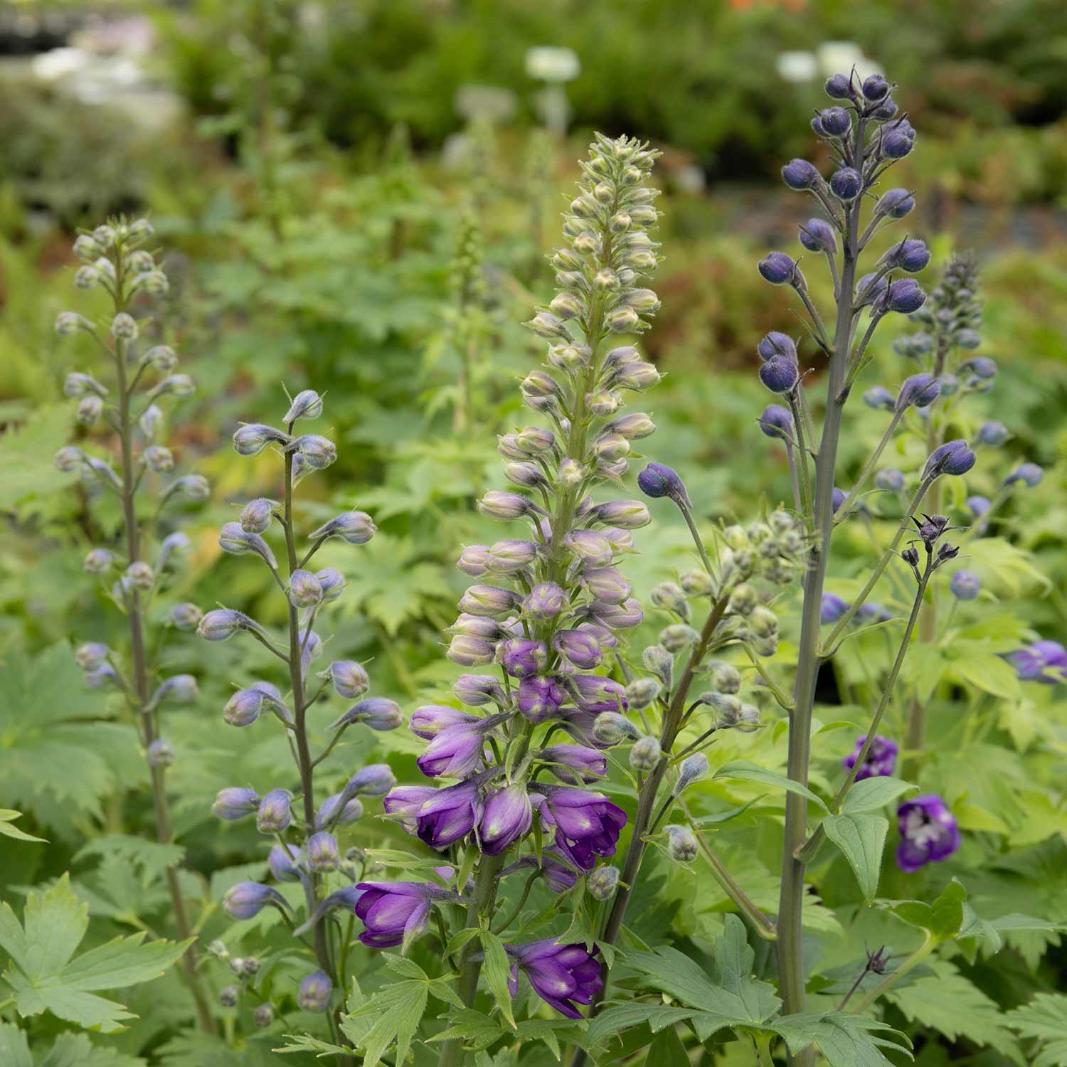 Delphinium 'magic Fountains Dark Blue White Bee' Perennial | 1 x 9cm