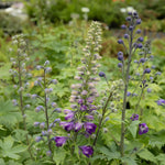 Delphinium 'magic Fountains Dark Blue White Bee' Perennial | 3 x 9cm