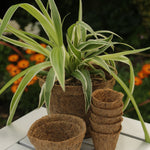8cm Coir Pots Pack Of 10