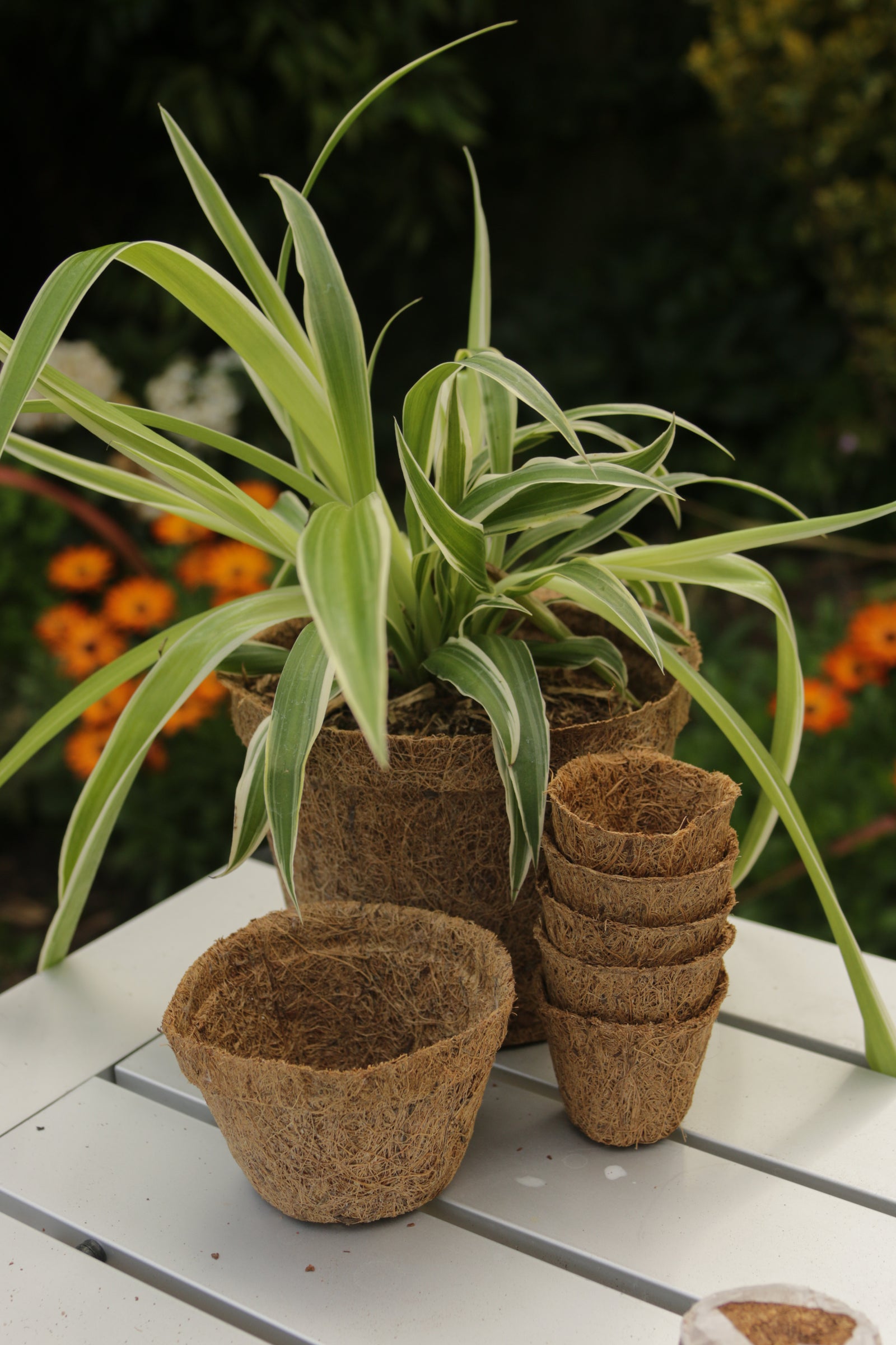 8cm Coir Pots Pack Of 10
