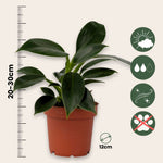 Sweetheart Plant - Philodendron 'green Princess' - Height 20-30cm - ⌀12cm | Set of 1 | Green