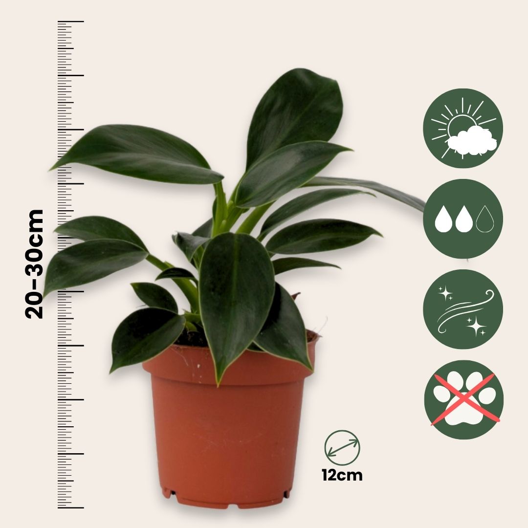 Sweetheart Plant - Philodendron 'green Princess' - Height 20-30cm - ⌀12cm | Set of 1 | Green