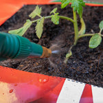 Big Tom Peat Free Tomato Planter | Single