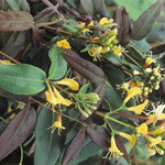 Direct Plants Lonicera Copper Beauty Evergreen Honeysuckle Climbing Plant