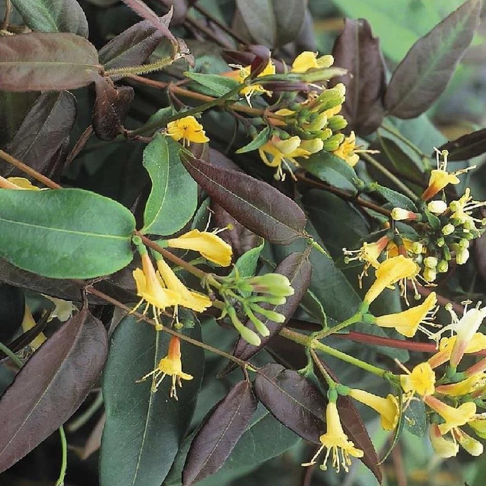 Direct Plants Lonicera Copper Beauty Evergreen Honeysuckle Climbing Plant