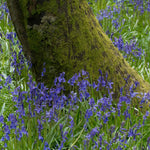 British Native Bluebells In The Green (shade-loving, Hardy) | 25 x Bulbs | Blue