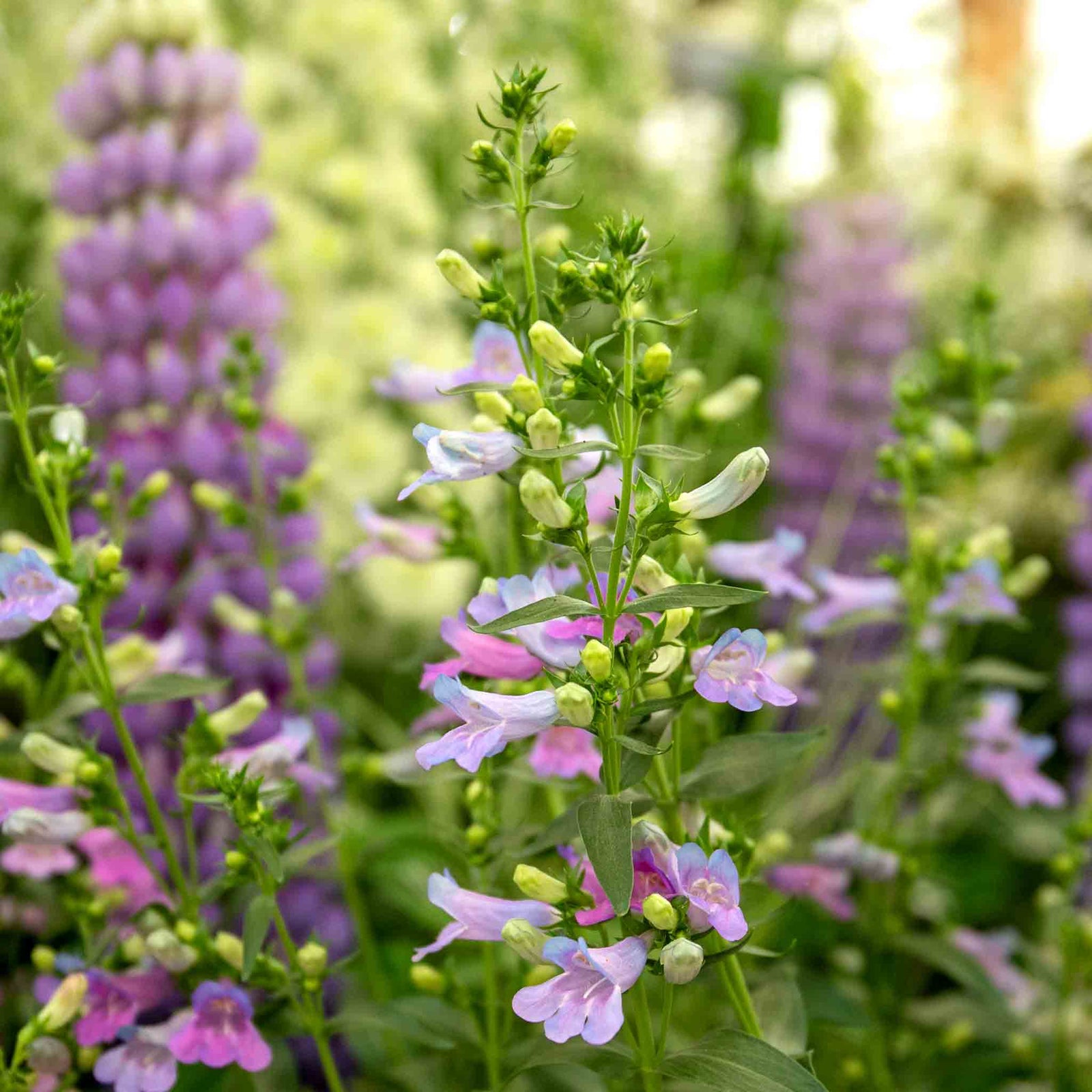 Penstemon Plant Collection - Varieties For Borders & Containers | Multi