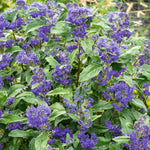 Caryopteris X Clandonensis 'kew Blue' Shrub | 1 x 3L | Blue