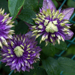Hayloft Clematis Taiga - A Stunning Climber Supplied In A 9cm Pot