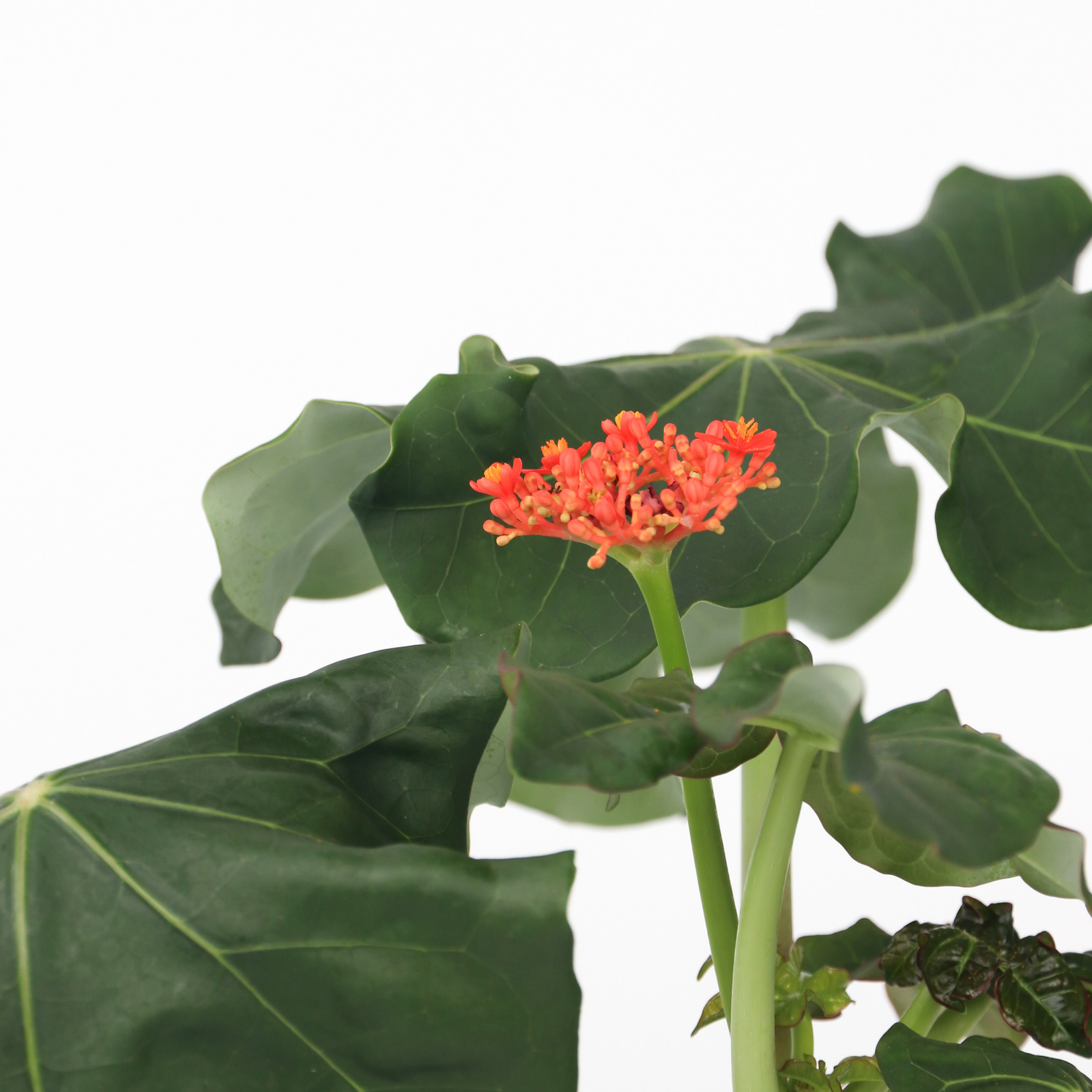 Buddha Belly - 2 Pcs. - Jatropha Podagrica - Height 25-45cm - ⌀13cm | Set-of-2 | Orange