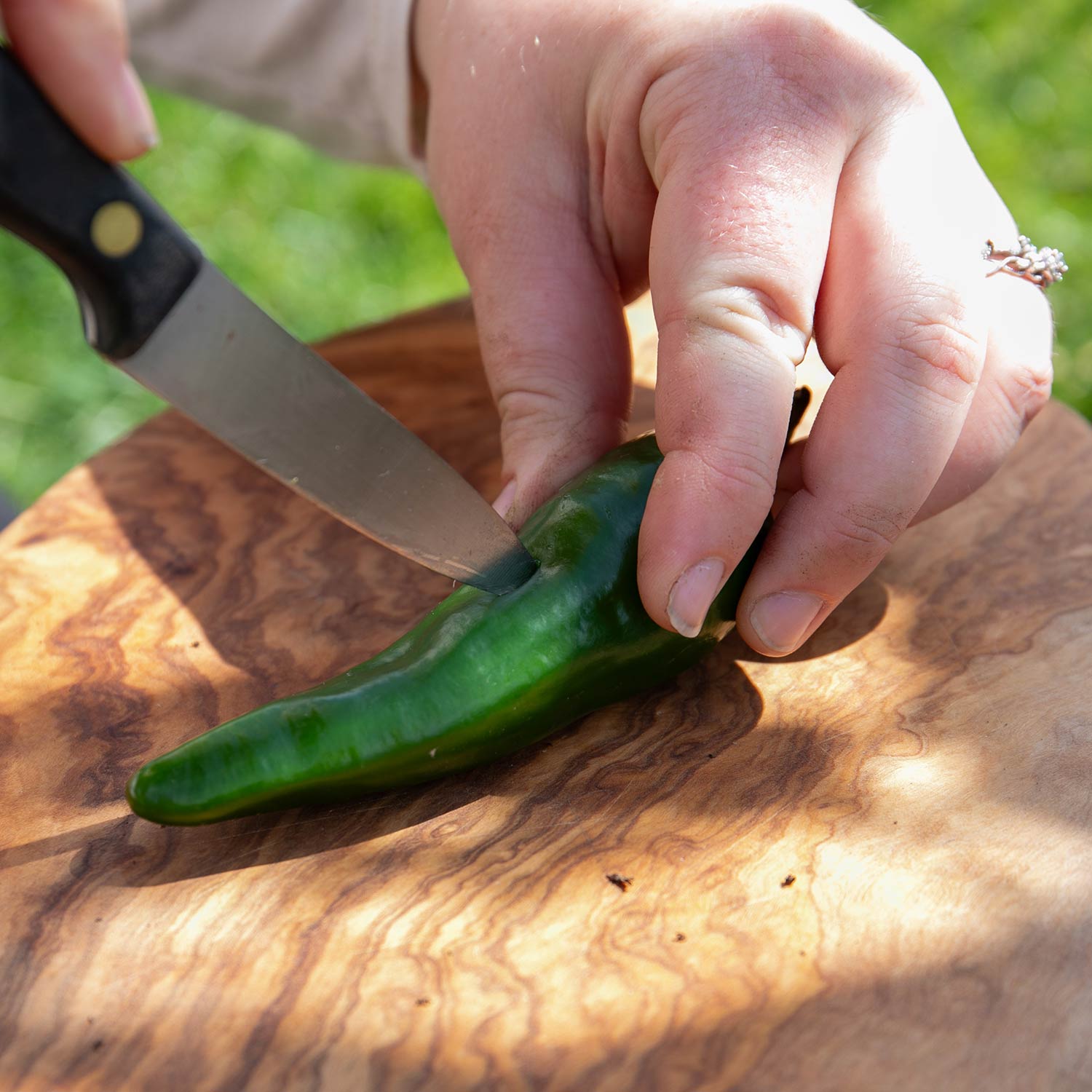 Chilli Plant 'padron' 50cm - Mild Spanish Tapas Pepper | 3 x 9cm | Green