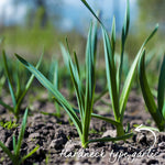 Elephant Garlic - Spring Planting, Mild Large Cloves | Set of 12 | Multi