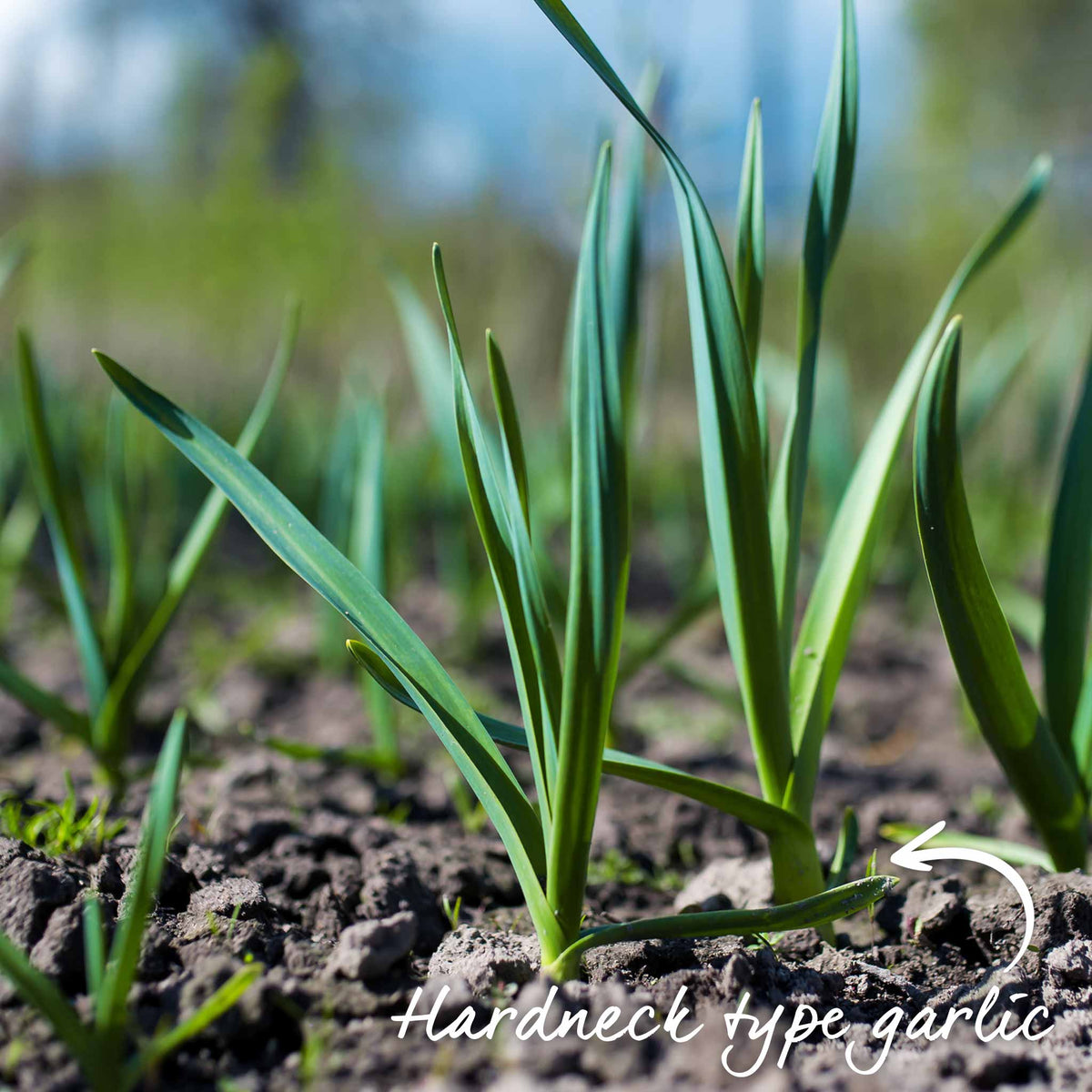 Elephant Garlic - Spring Planting, Mild Large Cloves | Set of 3 | Multi