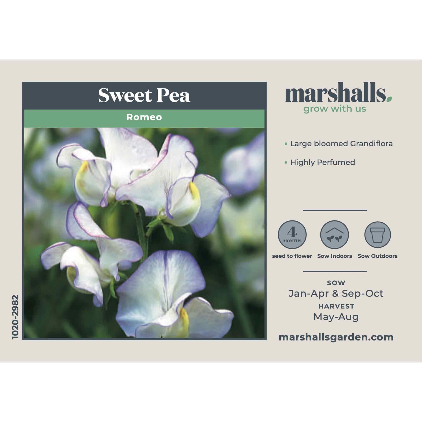 Sweet Pea 'romeo', Fragrant Flowers Seeds | 21 Seeds