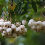 Sorbus White Wax Tree 6ft Tall Supplied In A 12 Litre Pot